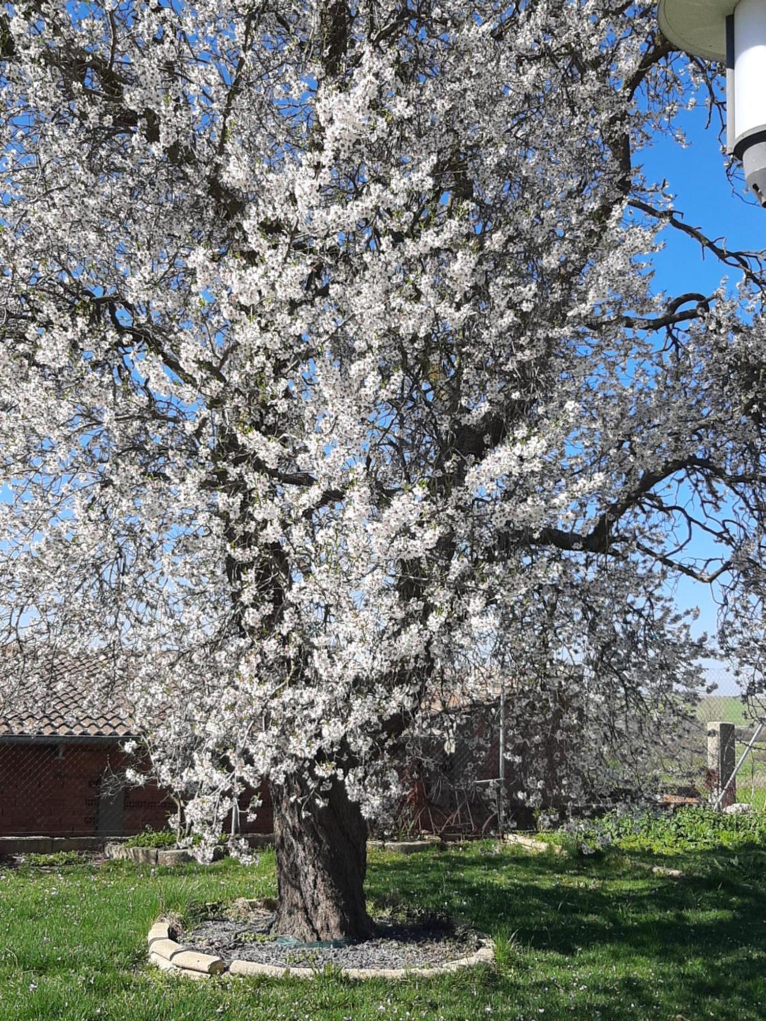 El Almendro Del Cura Villa Villarmayor  Luaran gambar